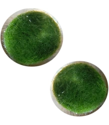 Amazon | 【西洋マリモ】 天然まりも3cm | AQUA Sub